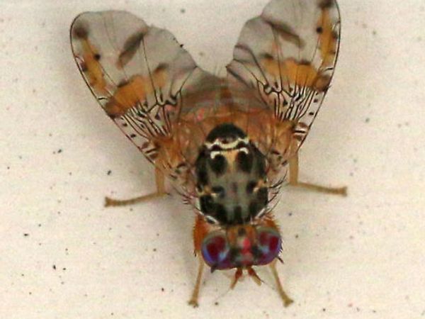 Rengarenk kanatlı bir Akdeniz Meyve sineği (Ceratitis capitata)