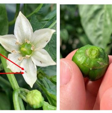 Çiçekte, meyvede biber üzerinde Trips zararı. Feromon kullanımı.