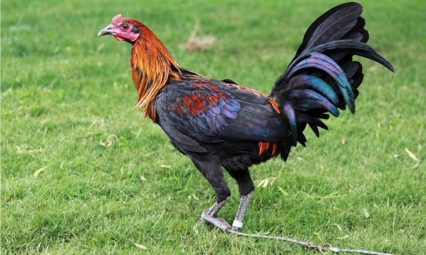 A vibrant rooster with iridescent feathers stands on green grass.