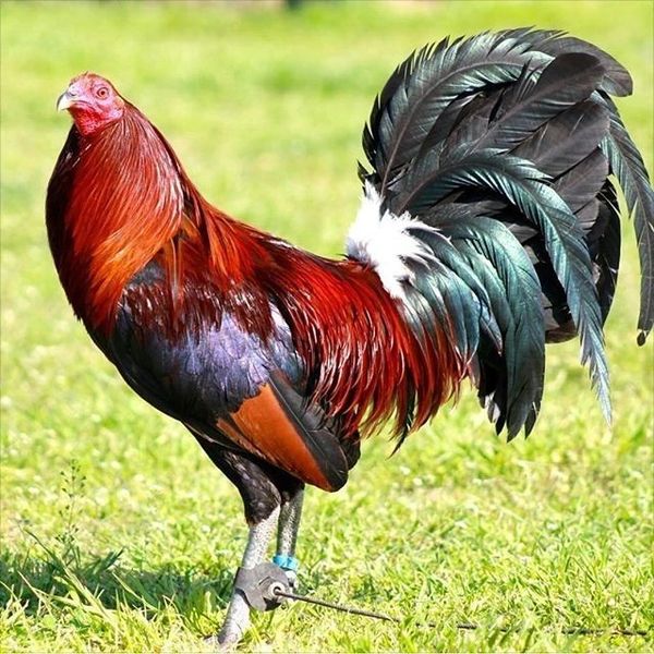 A colorful rooster with vibrant feathers standing on grass.