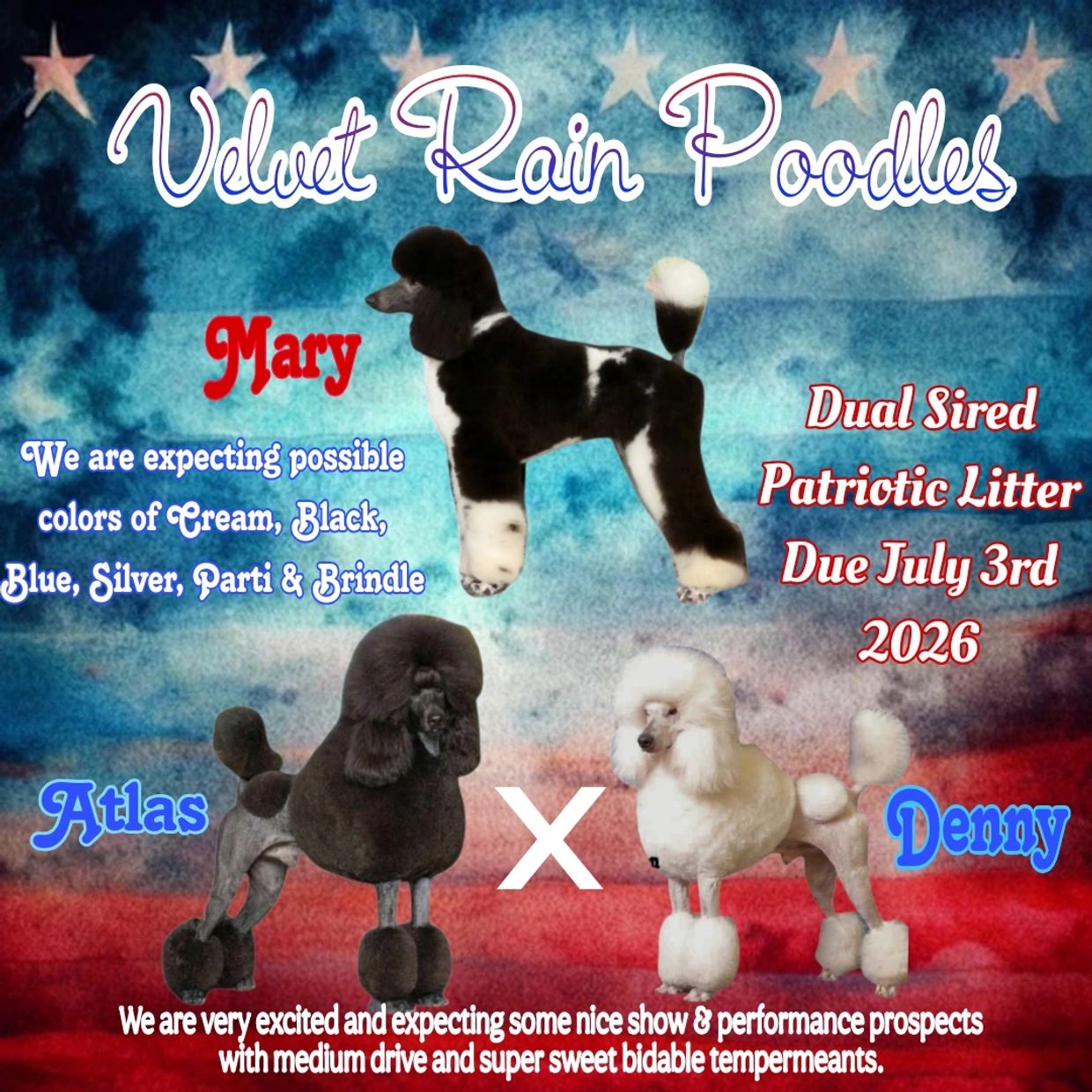 Announcement for Velvet Rain Poodles' upcoming litter due July 3rd, 2026.