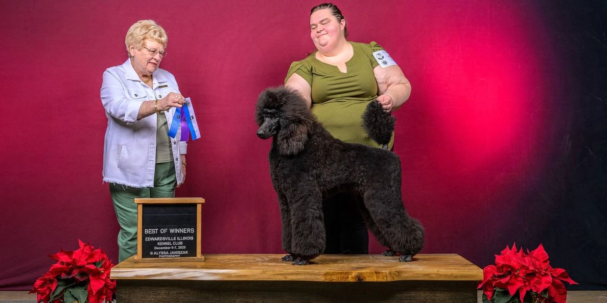 Velvet's Need More Cow Bell
"Walken"
Walken is a UKC Champion, he is qorking on his AKC title