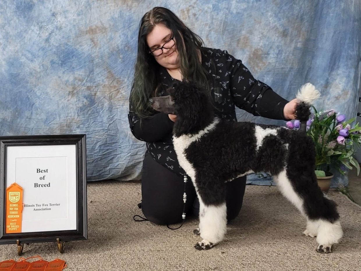 Woman posing with a black and white poodle awarded Best of Breed.