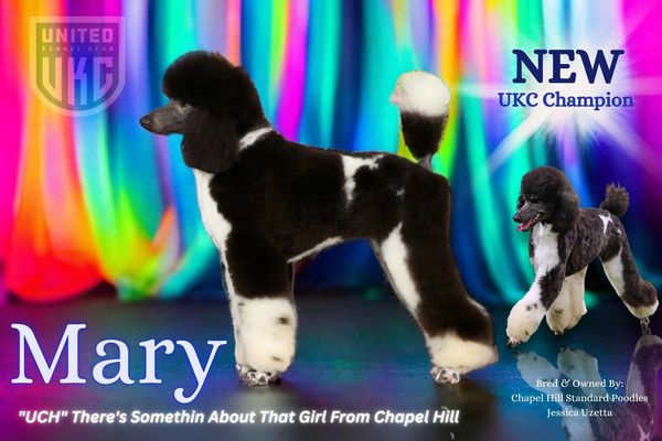 Champion poodle named Mary with a stylish black and white coat.
