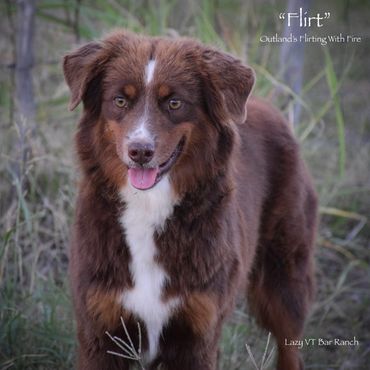 Brown and white dog standing outdoors.