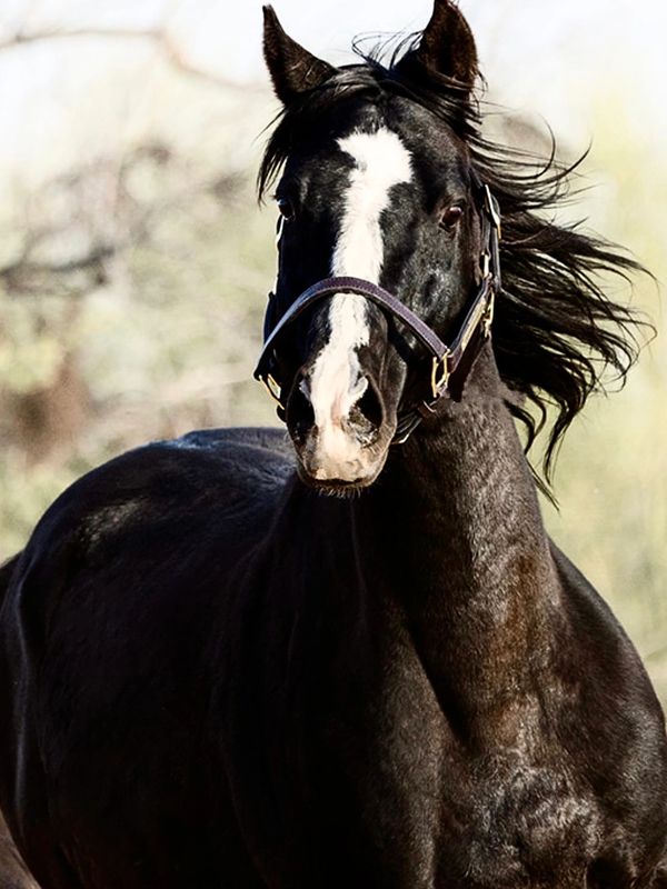 A black horse running