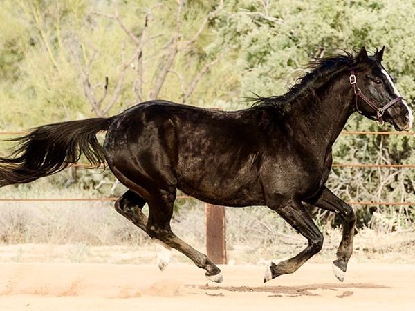 A running black horse