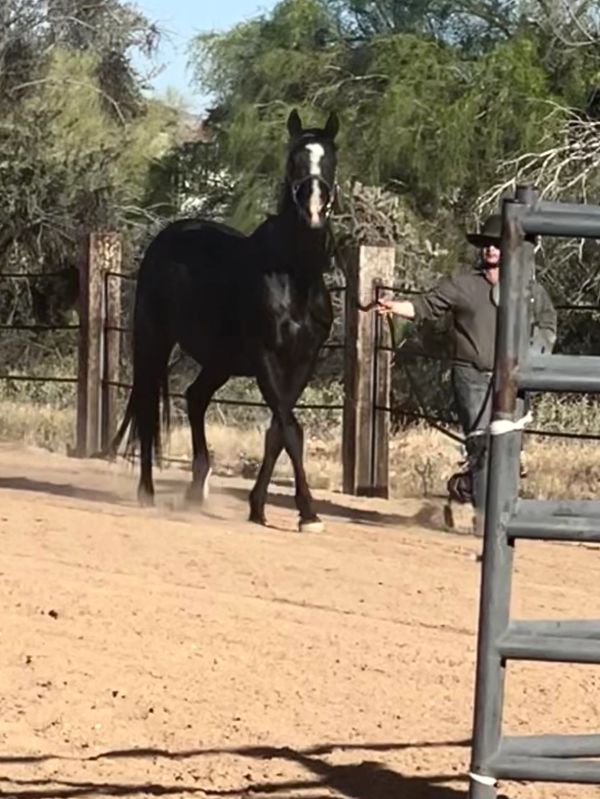 A black horse being walked