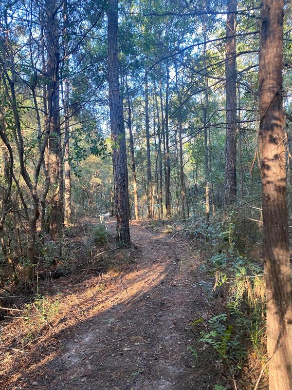 Trail to hike in site #8