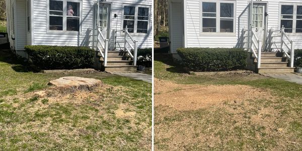 Professional Tree Stump Grinding / Experienced Tree Stump Removal Service