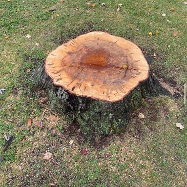 stump in West Sand Lake NY removed by Stump Wrecker. West Sand Lake NY stump grinding stump removal