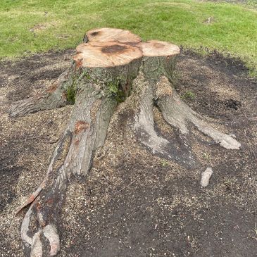 Stump Wrecker Professional Stump Grinding and stump removal Service serving West Sand Lake NY.