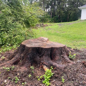 West Sand Lake NY Tree service. stump grinding and stump removal. Professional and experienced