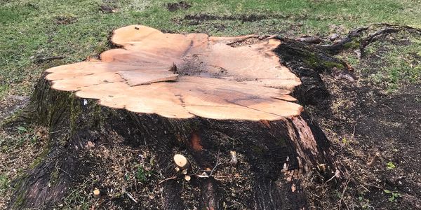 Saratoga County New York Professional Tree Stump Grinding / Tree Stump Removal www.StumpWrecker.com