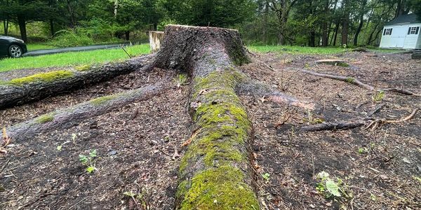 Tree service in Slingerlands NY. Stump Grinding Slingerlands . Tree Stump Removal Slingerlands  NY