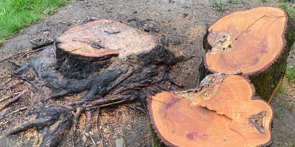Professional Stump Grinding service East Greenbush NY Experienced stump Grinding East Greenbush NY