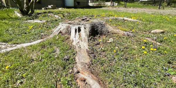 Stump Wrecker Professional Stump Grinding and stump removal Service serving the Slingerlands area.