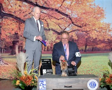 Luper’s Elite Ranch
(Formally Known As Idaho Elite Yorkies)