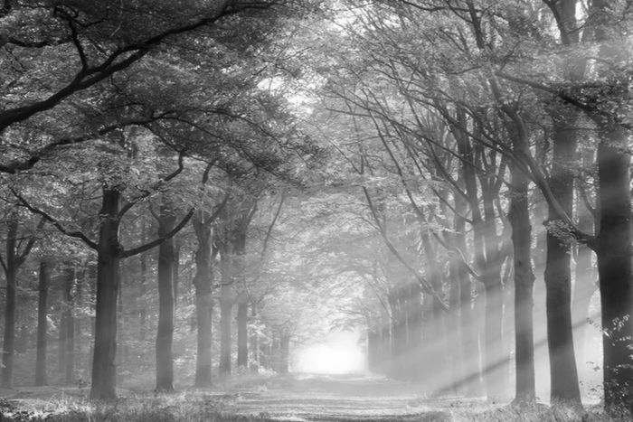 a lightened path in the woods
