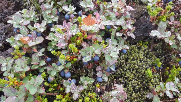 Wild berries growing among greenery