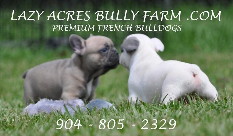 french bull dog blue frenchie for sale