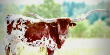 A Texas Longhorn cow with large curved horns standing in a field.