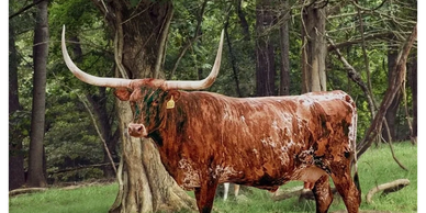 Longhorn cow standing in a forested area.