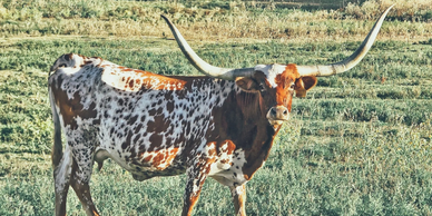 A longhorn cow standing in a grassy field.