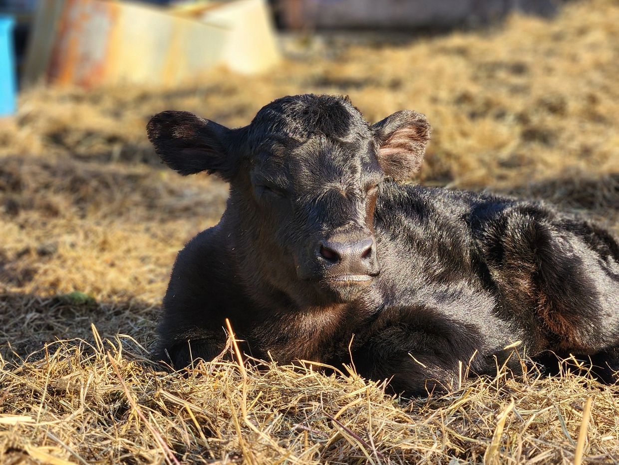 Heifer calf napping in the sun