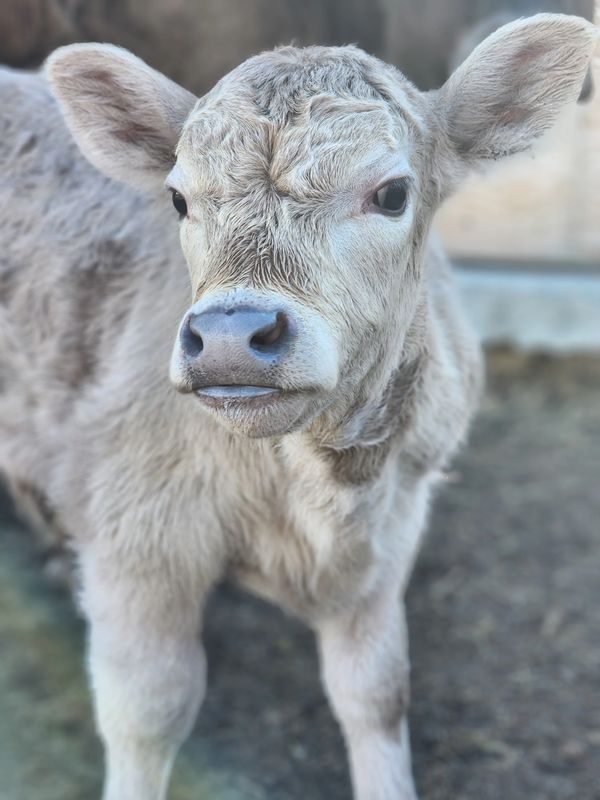Bull calf sired by STRA Relentless gives a side eye to the camera.