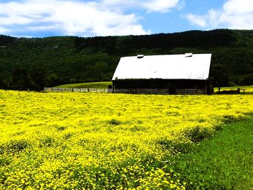 A barn with a white roof behind a field of yellow flowers and green grass.