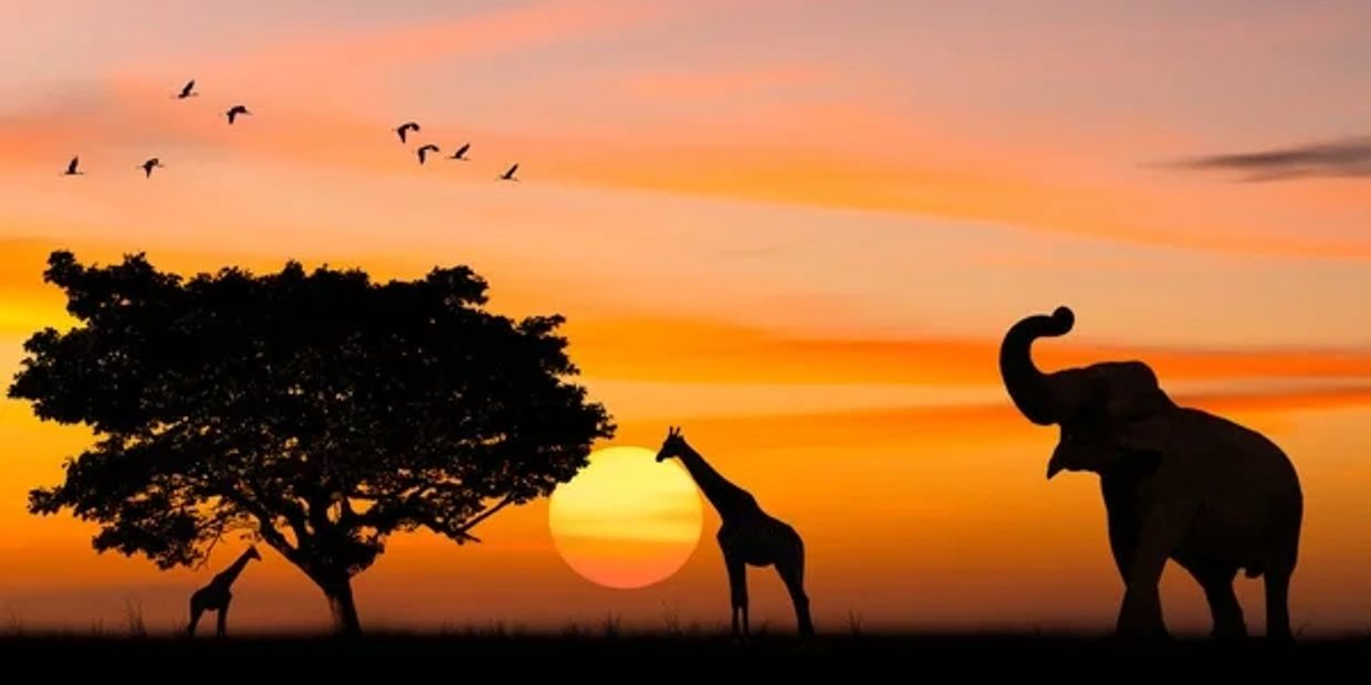 Silhouettes of giraffes and elephant at sunset.