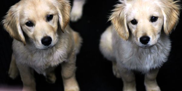 Our  miniature golden retrievers have been consistent in size and temperament for many years now.