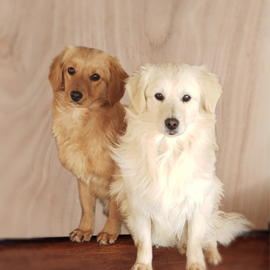 Gold and Cream Pocket Goldens