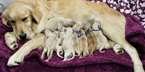 High percentage miniature "golden" retriever puppies is our specialty.
Click image to see puppies!