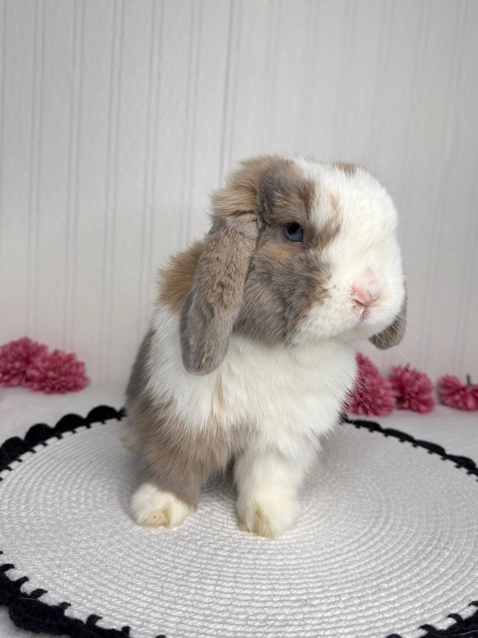 Pedigreed blue / cream harlequin vm buck from pixielops rabbitry in Tampa Florida.