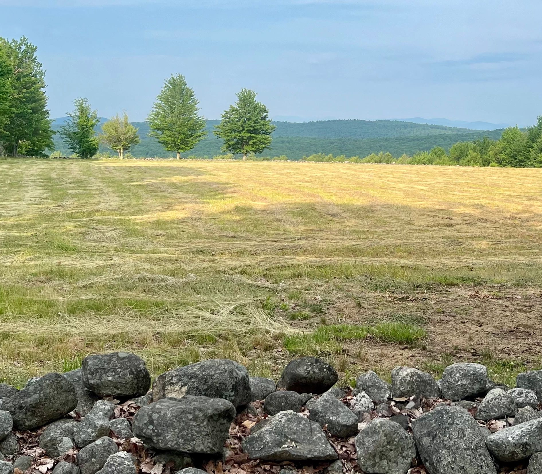 A serene field with a stone wall foreground and trees lined up against a mountainous backdrop.