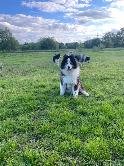A fluffy black and white dog sitting in a green field.