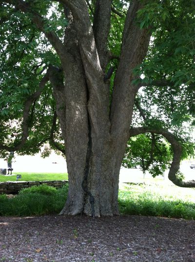National Champion Ohio Buckeye Tree