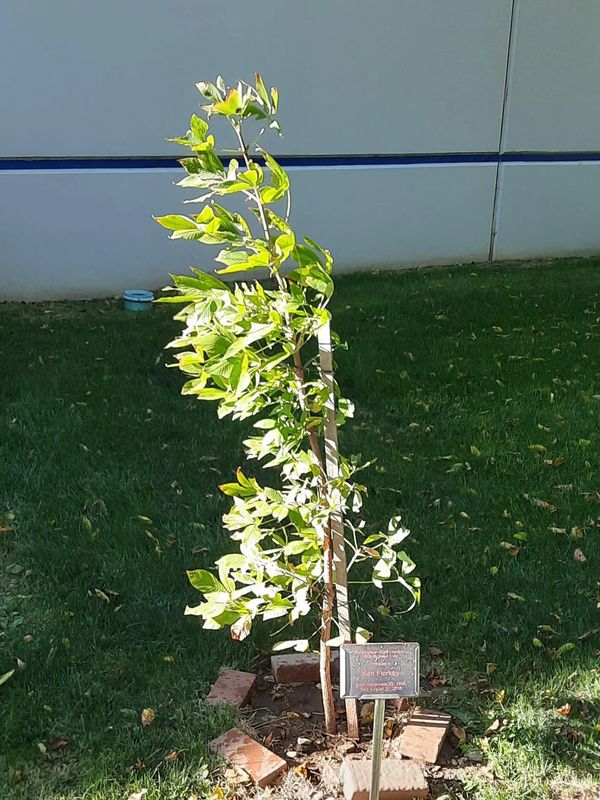 Ohio Buckeye Tree and Plaque