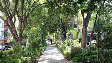 Plants in La Condesa Mexico City