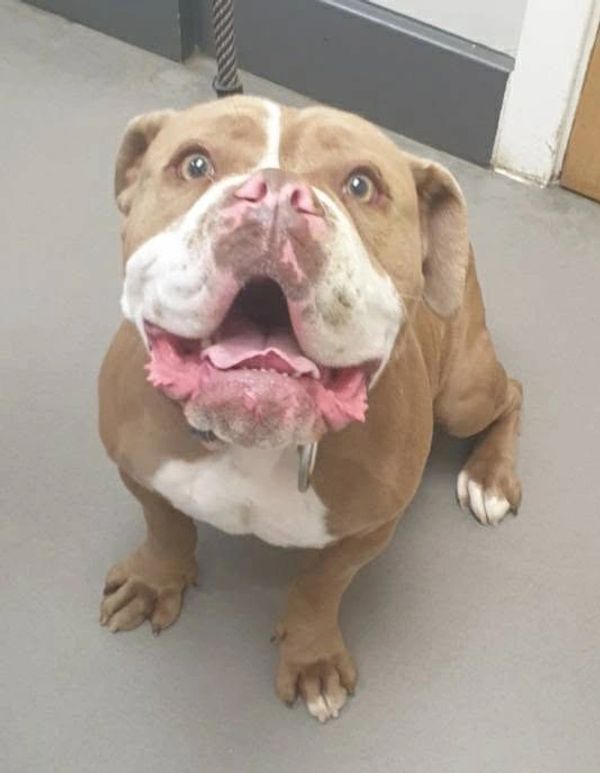 Happy brown and white dog looking up.