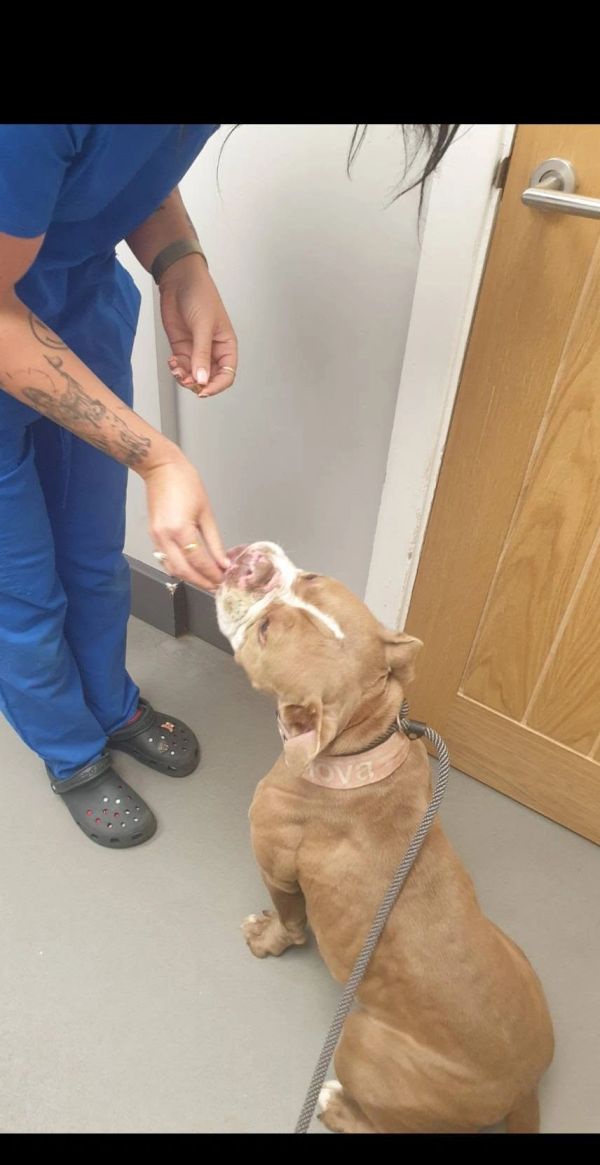 Person feeding a brown dog a treat indoors.
