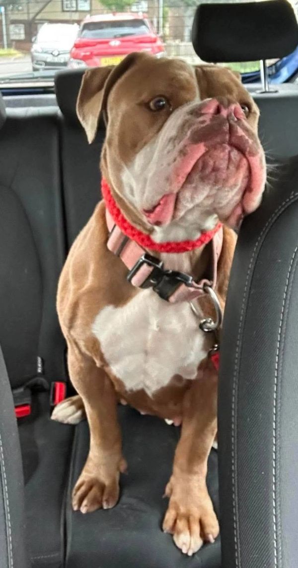 Bulldog sitting in the backseat of a car.