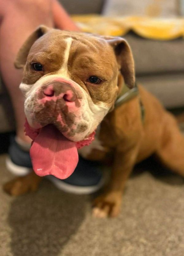 Happy brown and white dog with its tongue out.