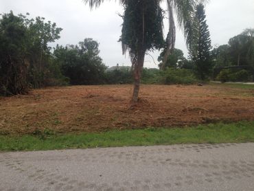 image of a palm tree surrounded by fresh mulch chips 