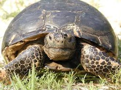 image of live gopher tortoise