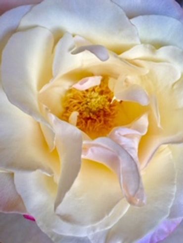 Roses  all things beautiful are what Susan enjoys co-creating with her Creator.