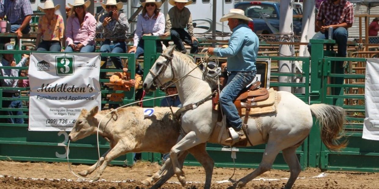 Cowboy on horseback roping a calf during a rodeo event.