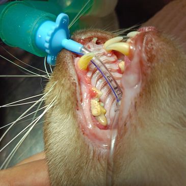 An old rescue cat intubated and anesthetized before dental scaling, polishing & teeth extraction.